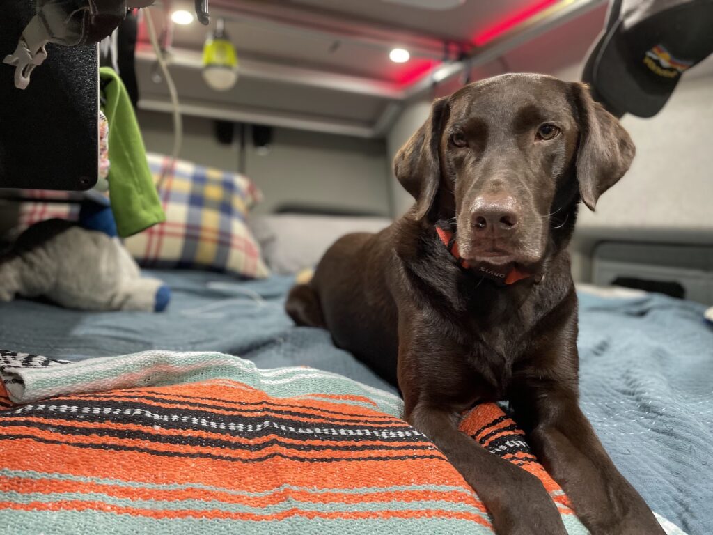 Keeping your canine cool