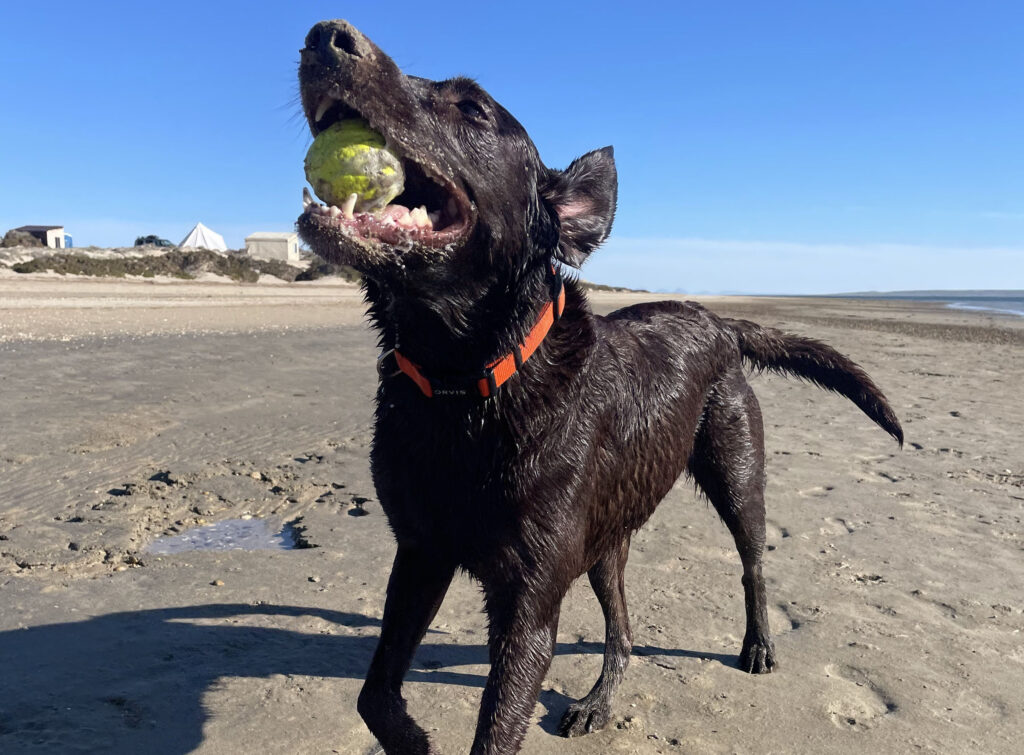 Exercising Your Dog