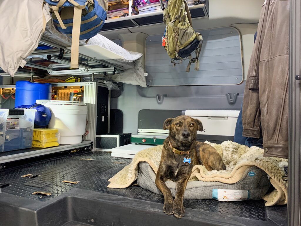 Camping with a dog
