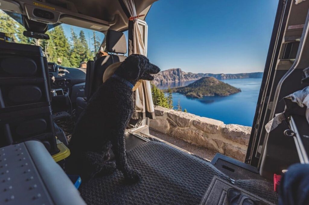 Camping with a dog