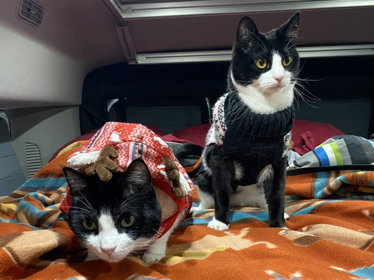 The Van Cats