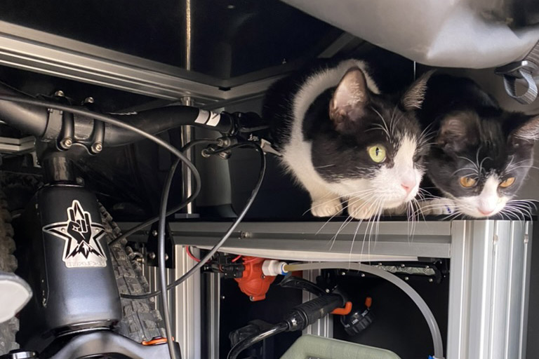 The Van Cats