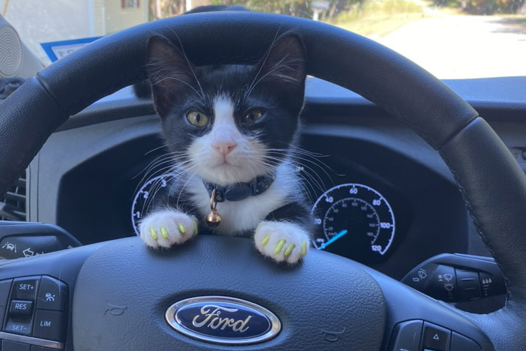 The Van Cats